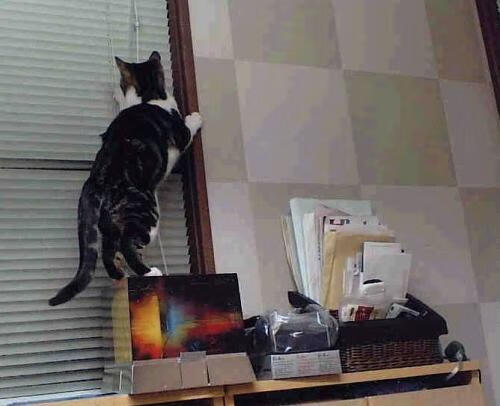 战术与爆发的交响,杰伦·格林一役,解码北京队的体系胜利