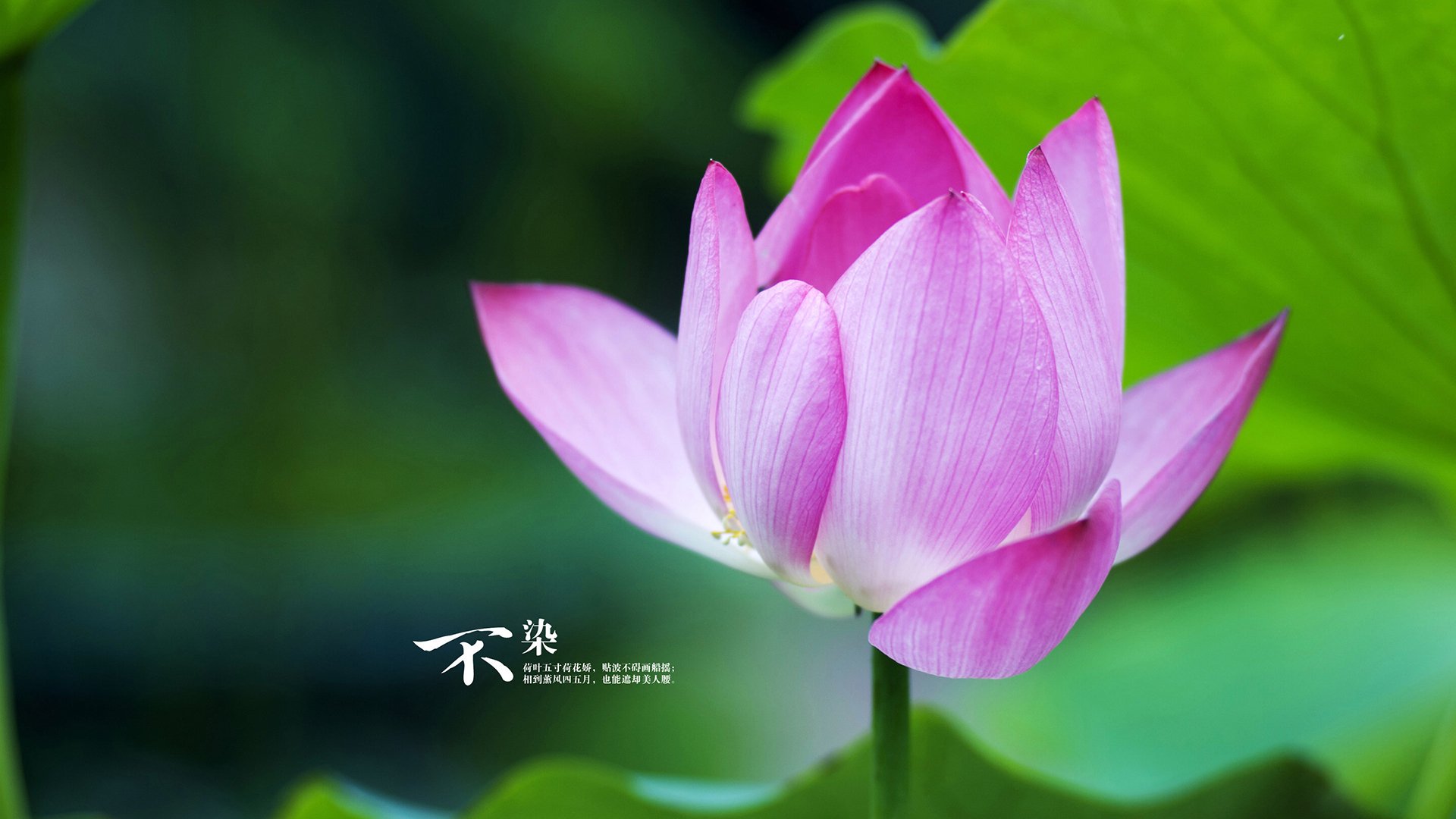 开云-格纳布里梦回巅峰！欧冠淘汰赛夜，拜仁国王开启全功率输出